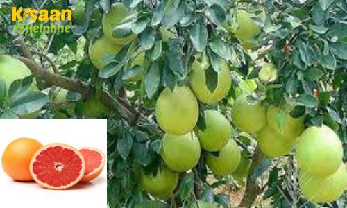 Grapefruit (चकोतरा) 